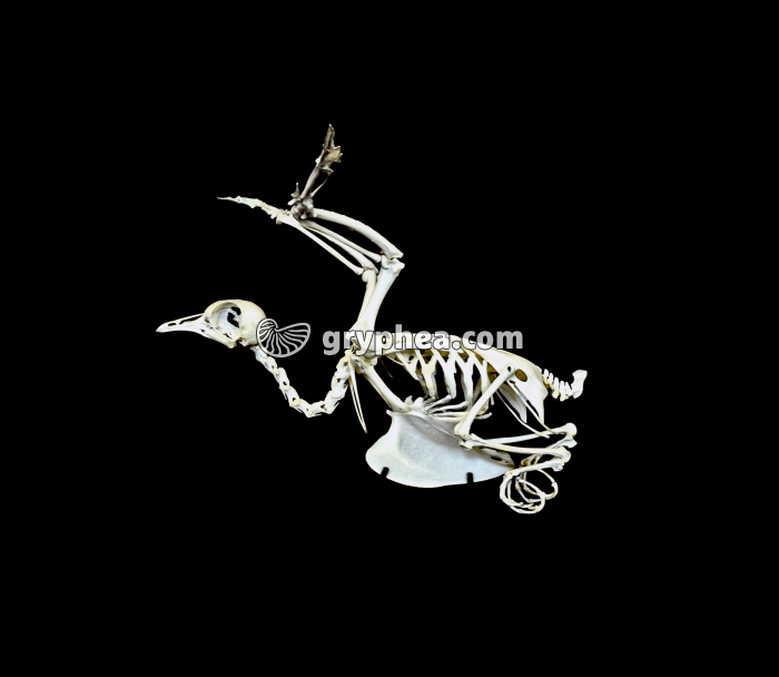 Squelette Oiseau en vol - gryphea.com